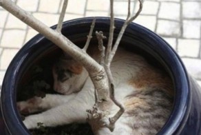 Коты и цветы