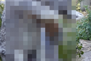 Милый, маленький...