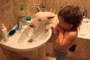 Малыш и Бультерьер у раковины