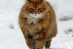 Царь-кошки. Самые большие коты в мире