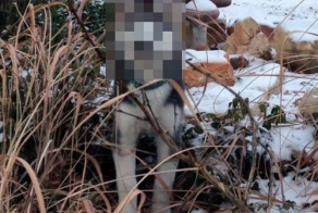 Впервые увидев снег