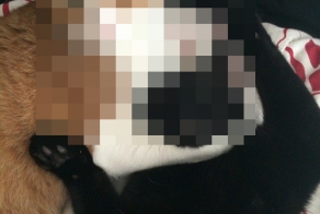 Невозмутимость