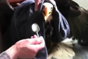 Спасение орла