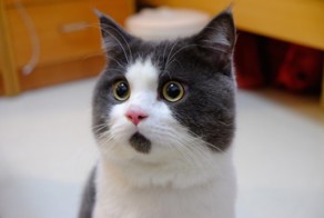 Удивленный кот — залог хорошего настроения
