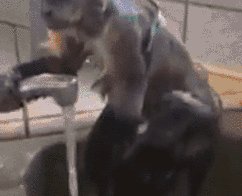 Обезьяна принимает душ