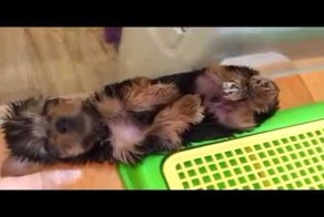 Сладкий сон