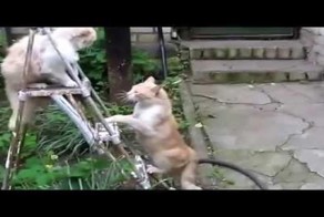 Драка котов.Кот быстрый как Брюс Ли 