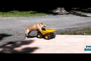 Бульдог катается на машинке 