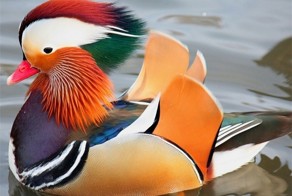 Немного про уток