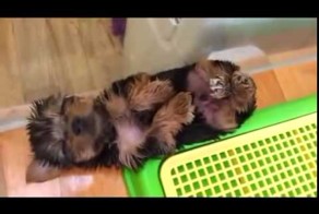 Сладкий сон xDD