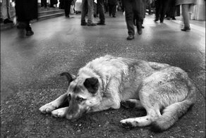 Былое и думы