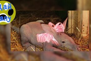 В зоопарке России родился 1-ый трубкозуб. Дай Лапу