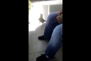 Унижен птицей