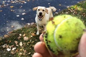 Пёс резвится в листьях