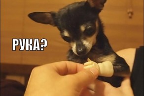 Счастливый собакен