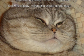 Лучшие котоматрицы недели