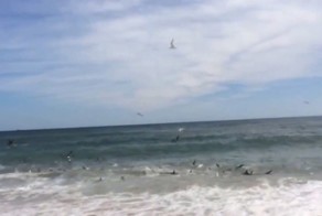 Нашествие акул в Северной Каролине