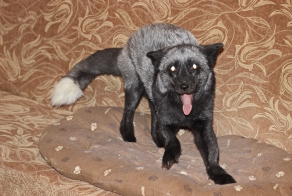 С лисой под одной крышей