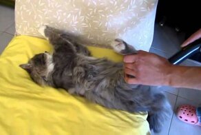 Котэ балдеет от пылесоса