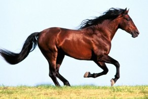 Музыкальная лошадка