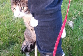 Кошки ,которые очень редко выходят из дома