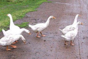 Невыдуманная история