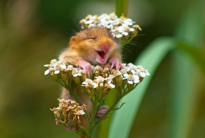 Полевые Мышки