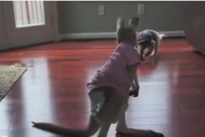 Бойцовый муравьед против кенгуру