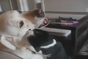 Граф МяуДракула