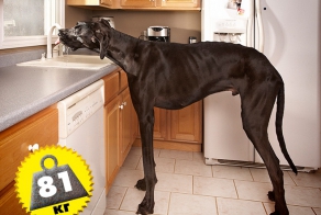 Огромные животные-переростки