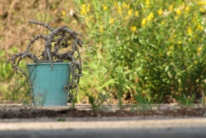 Оживающий Чернобыль