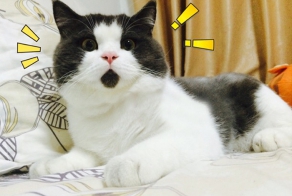 Котик в шоке: Новая кошачья звезда интернета