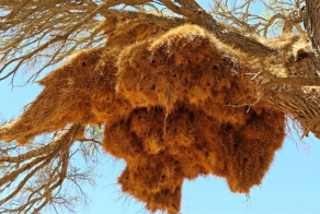 Животные-архитекторы и красивые дома, которые они строят