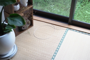 Если увидит круг - обязательно в него сядет