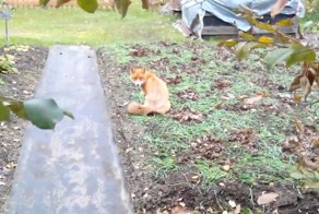 Неожиданный гость на даче