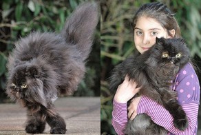 Двуногий персидский кот