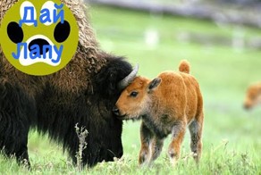 Какими рождаются бизоны?