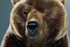 Мужик отбился от медведя системным блоком