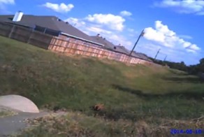 Полицейский беспричинно убил собаку