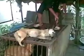 Резня собак во Вьетнаме