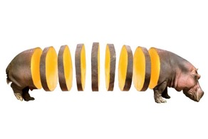 Концепт: животные в виде фруктов