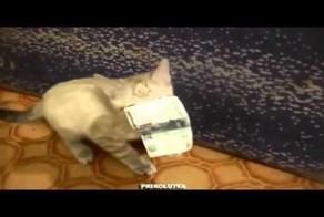 Очень жадный котёнок и деньги