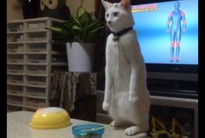 Забавный японский кот