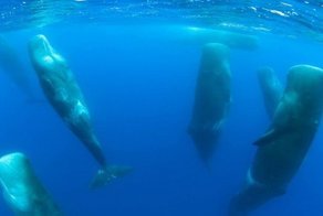 Как спят кашалоты