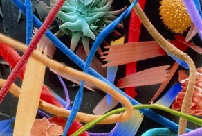 Красота под микроскопом