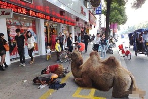 Китайские нищие отрубили копыта дикому верблюду