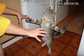 Все мужики... Коты