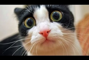 20 минут Кошачий дури