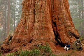 Дерево Генерала Шермана — самое большое в мире