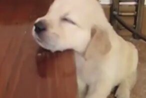 Cпят усталые зверушки (Не зевать!)